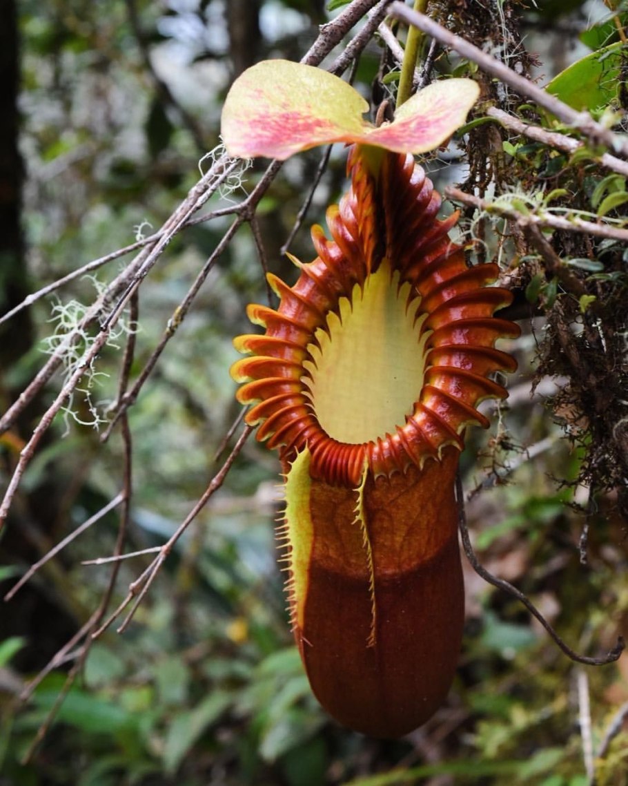 Непентес растение хищник