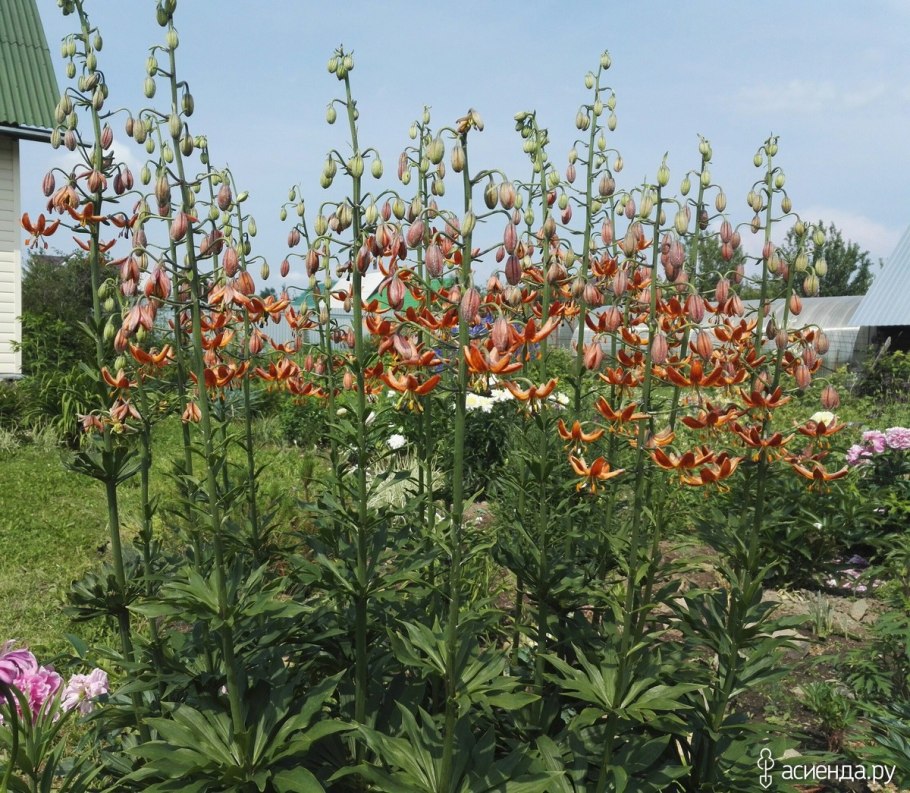 Мартагон желтый