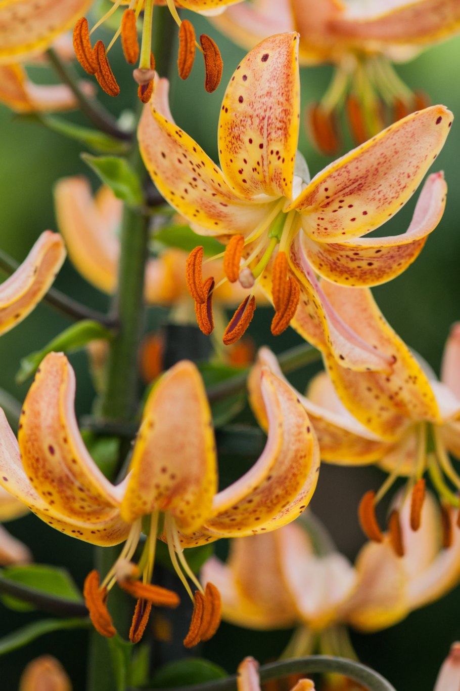Лилия Гвинея Голд Lilium Guinea Gold