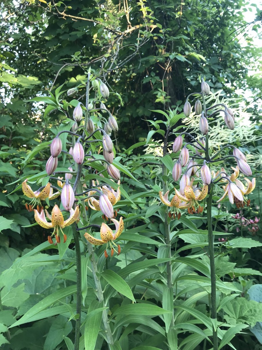 Лилия мартагон саранка