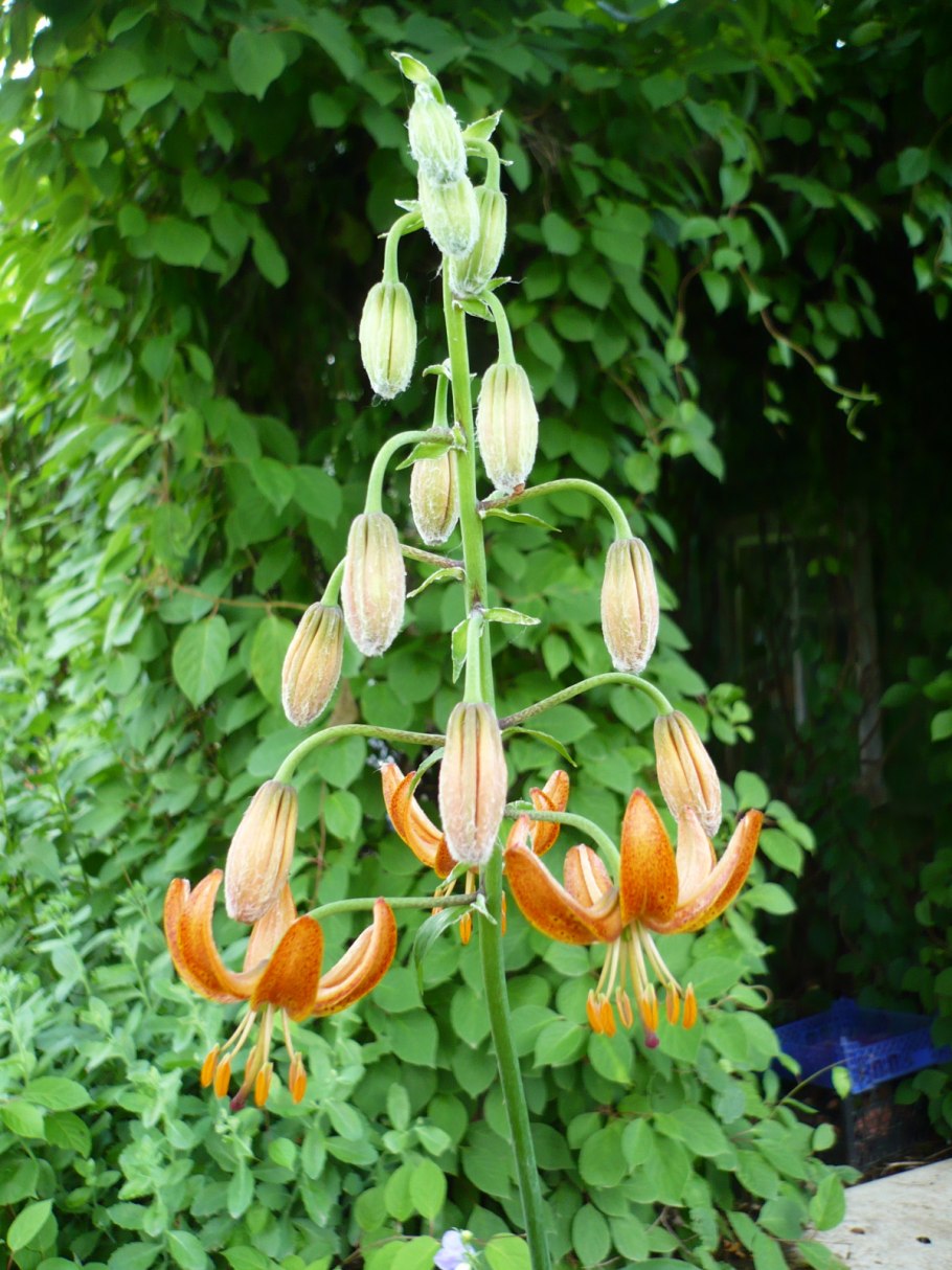 Лилия мартагон саранка