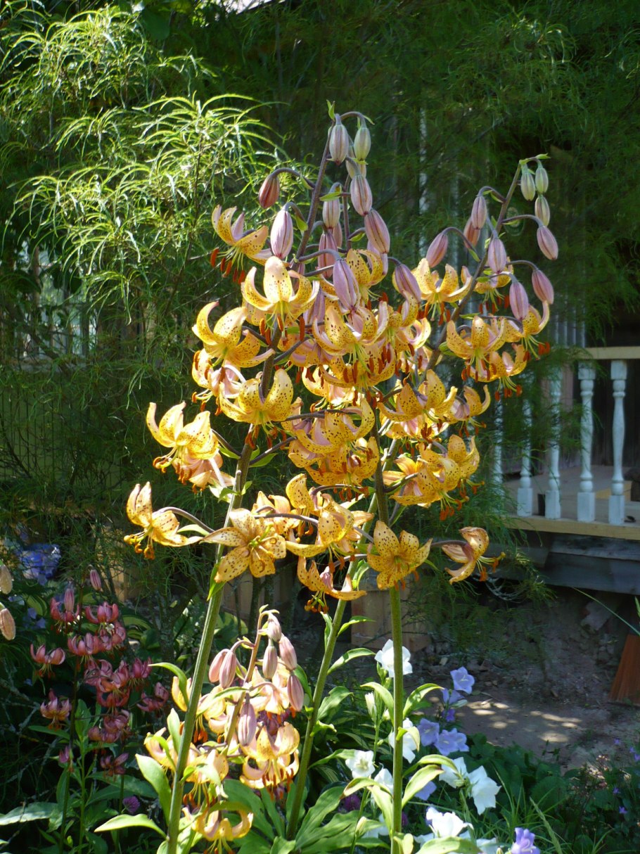 Terrace City Лилия мартагон