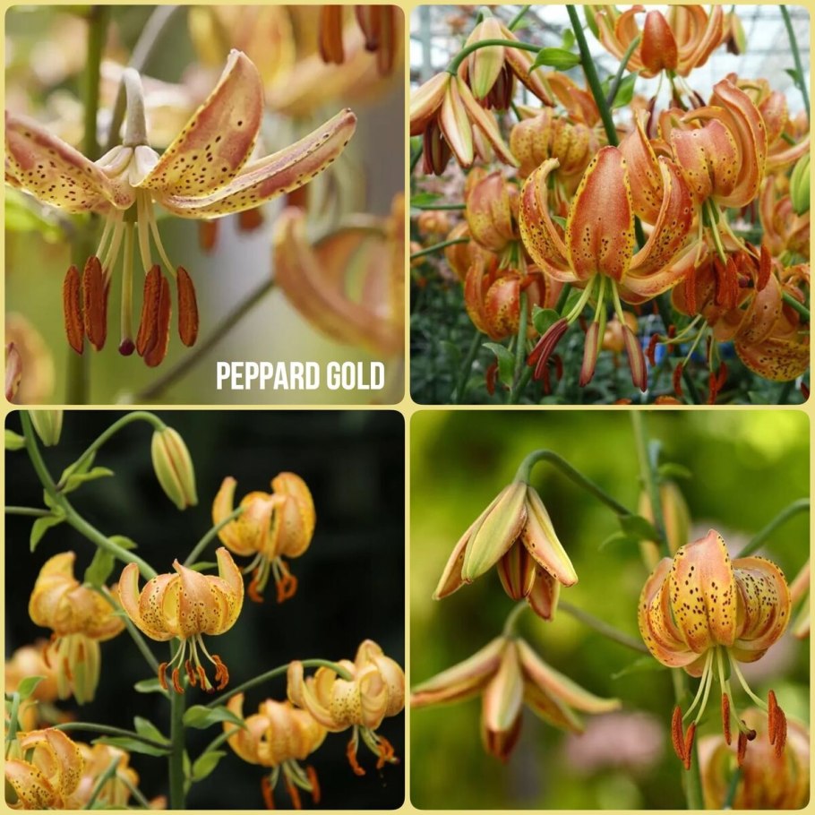 Peppard Gold Лилия мартагон