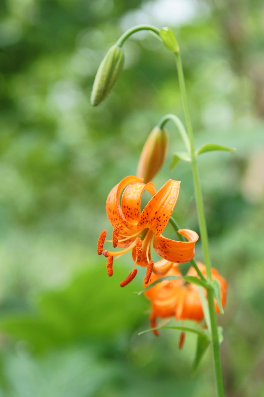 Lilium martagon Дюрер