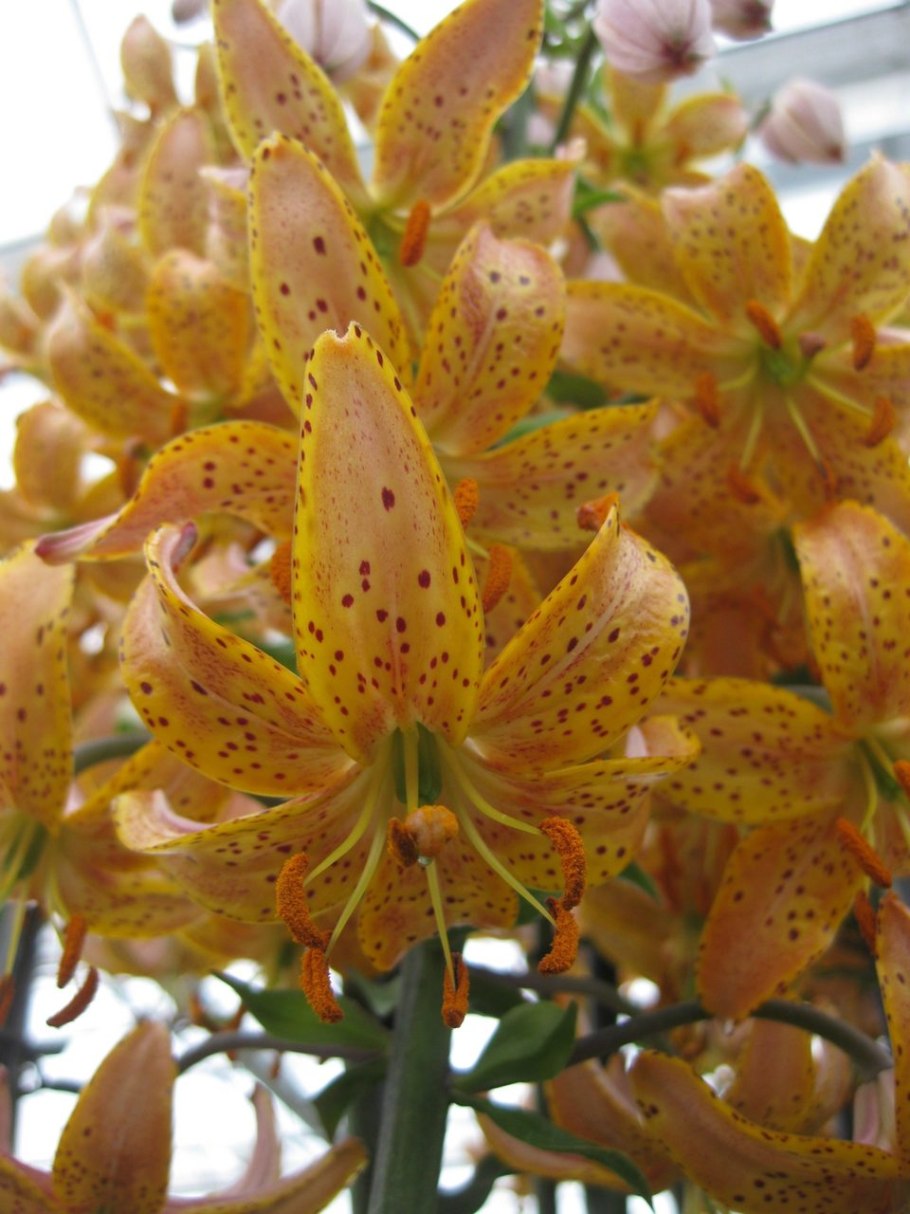 Мартагон корсаж