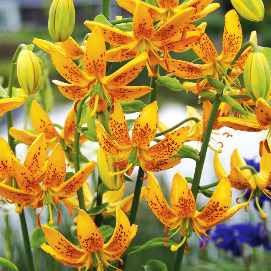 Лилия martagon Guinea Gold