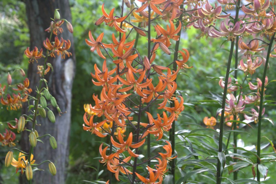Лилия мартагон Пеппард Голд