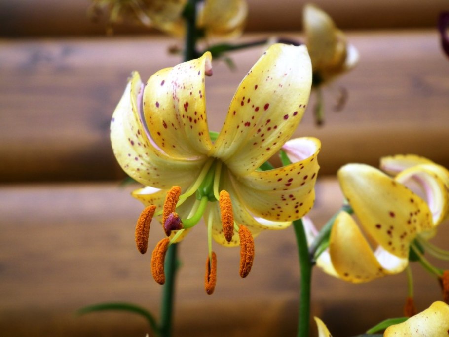 Lilium martagon l. Лилия кудреватая