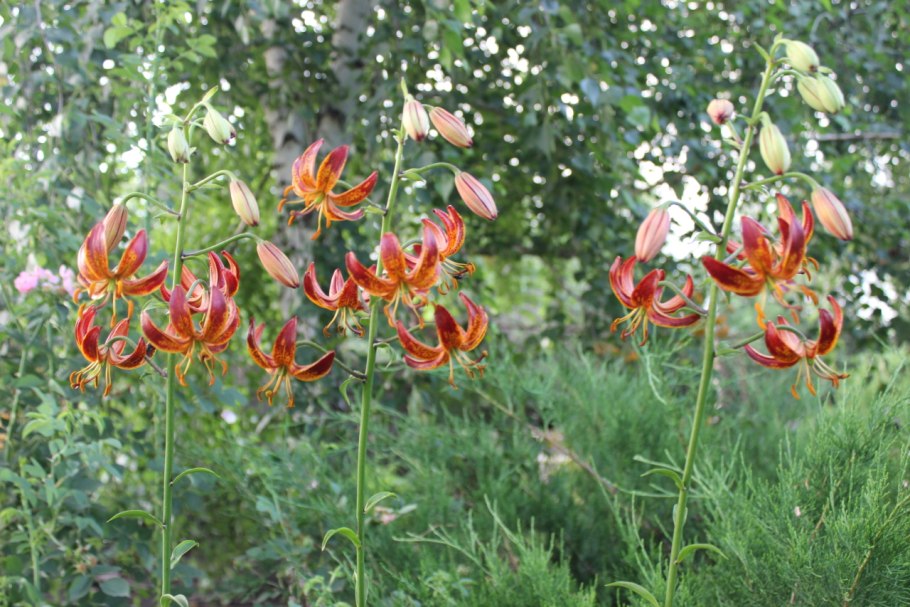 Саранка куст