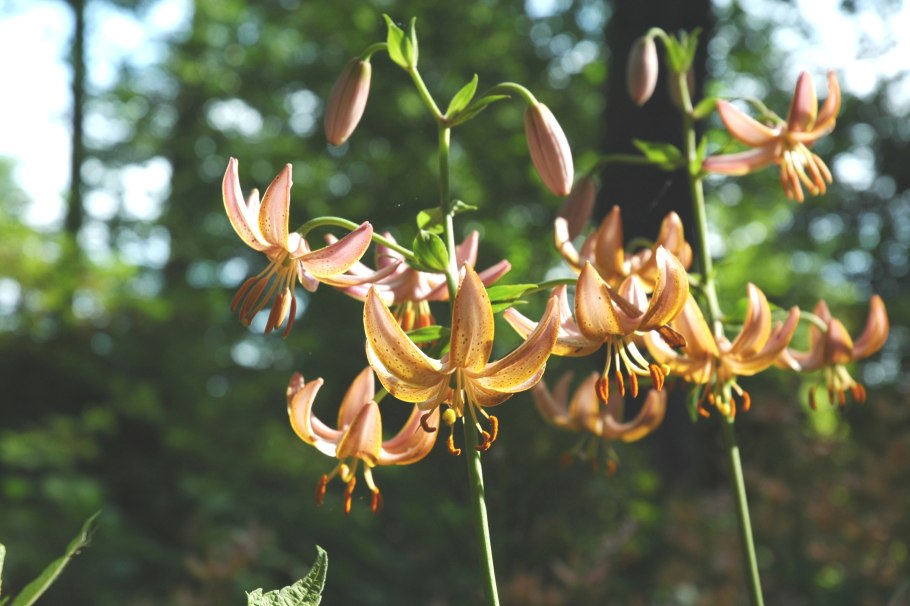 Лилия Санни морнинг