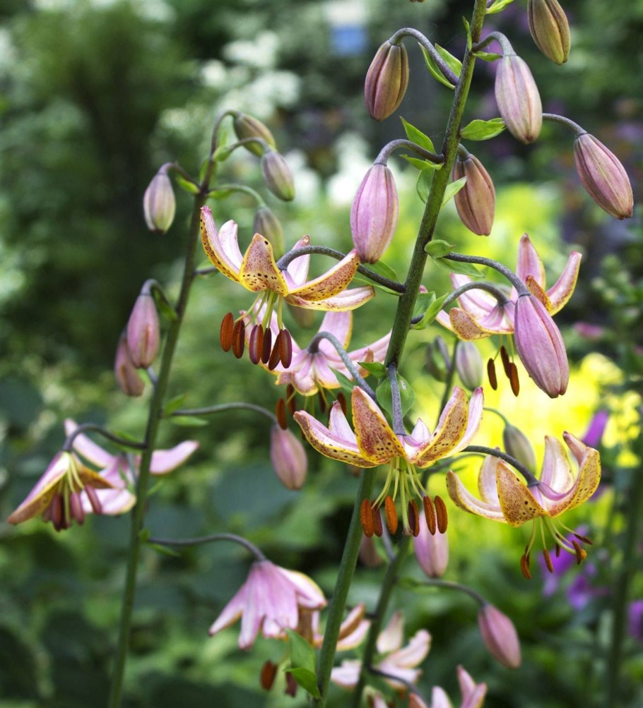 Мартагон Гвинея Голд