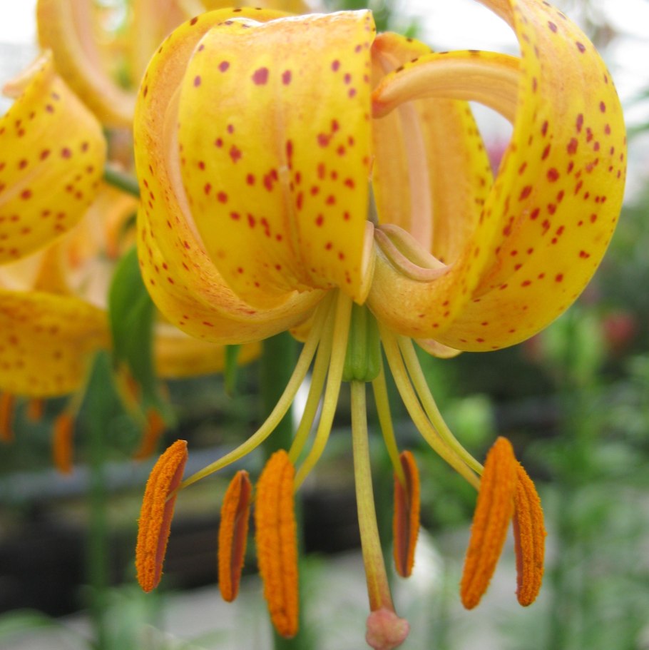 Лилия мартагон