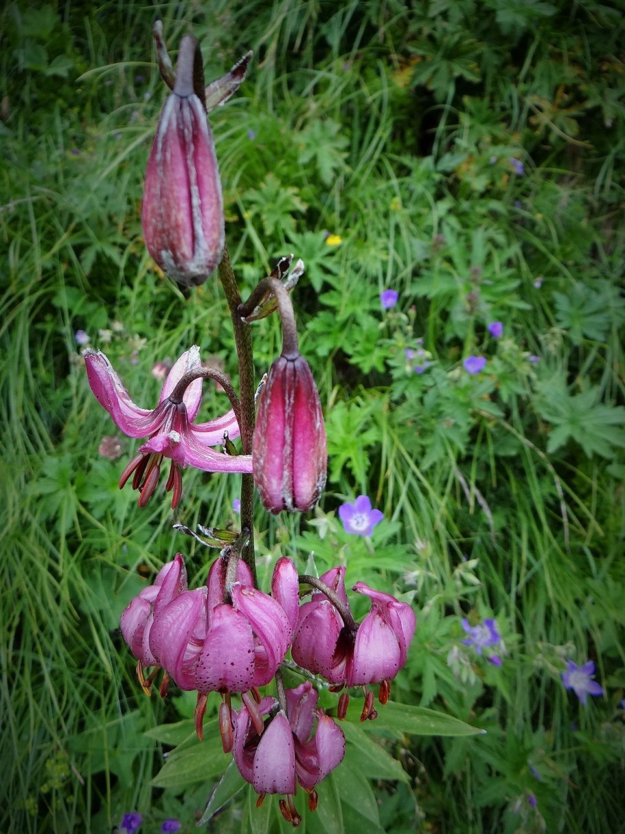 Лилия кудреватая плод
