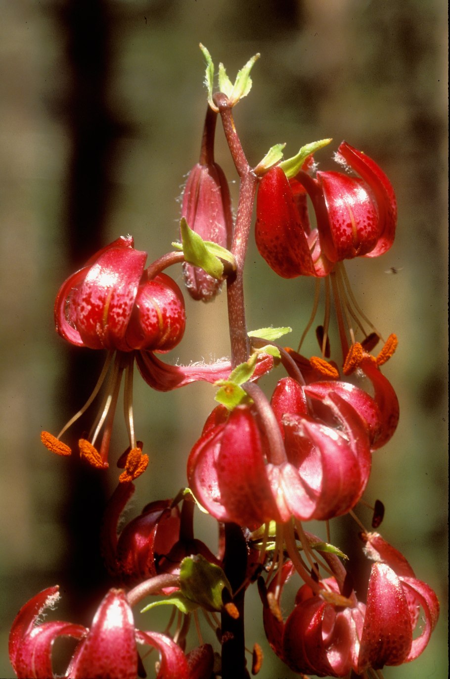 Lilium martagon var cattaniae