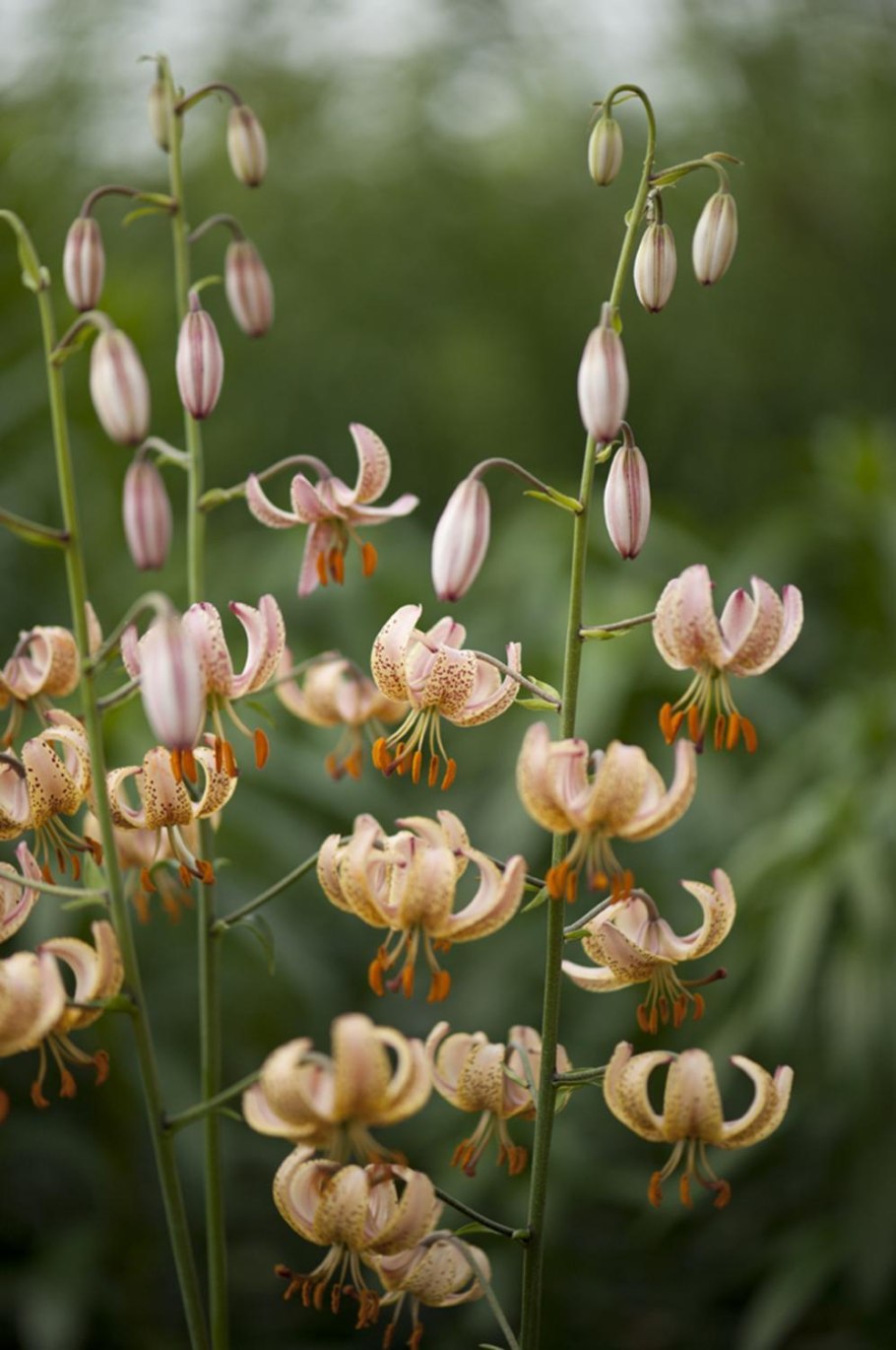 Лилия мартагон