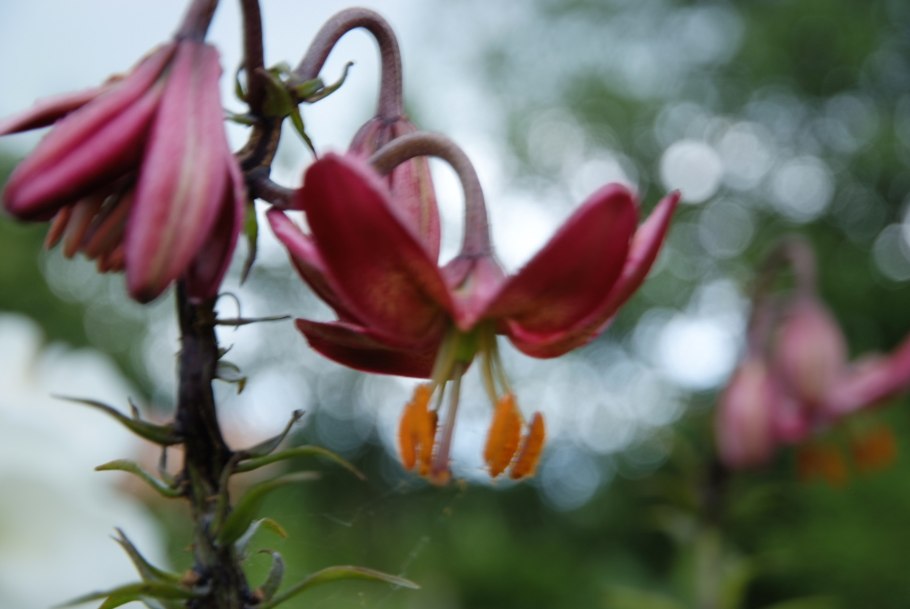 Мартагон Манитоба Монинг