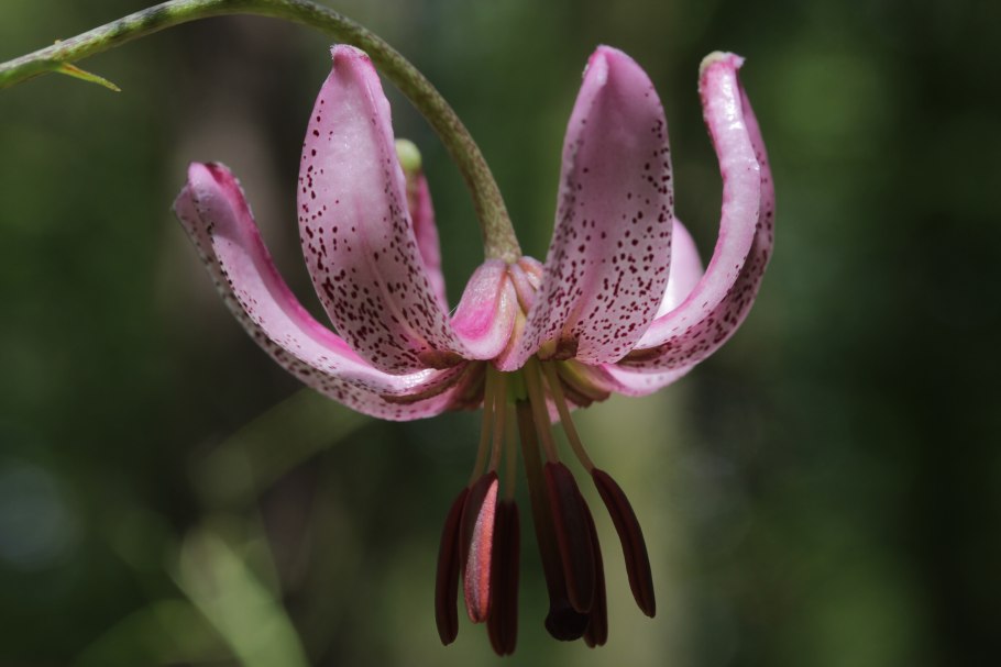 Лилия мартагон перпл