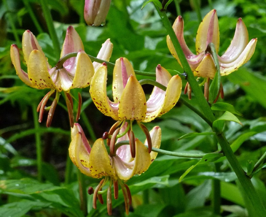 Лилия Гвинея Голд кудреватая
