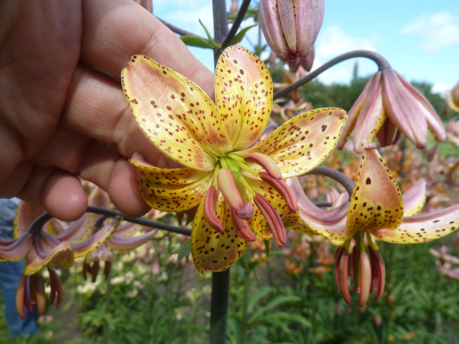 Лилия мартагон Гвинея Голд