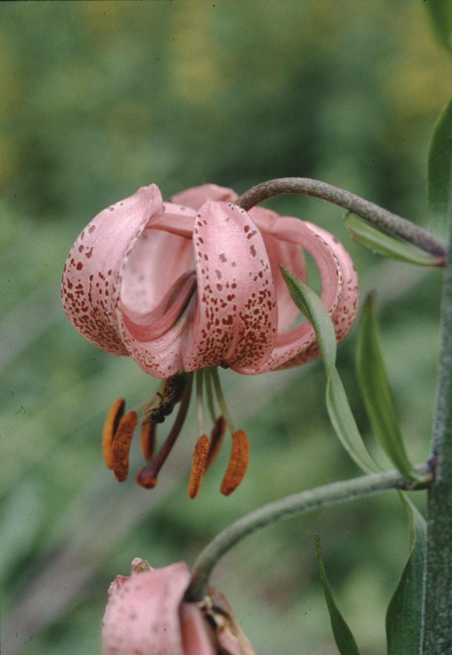 Лилии кудреватые мартагон