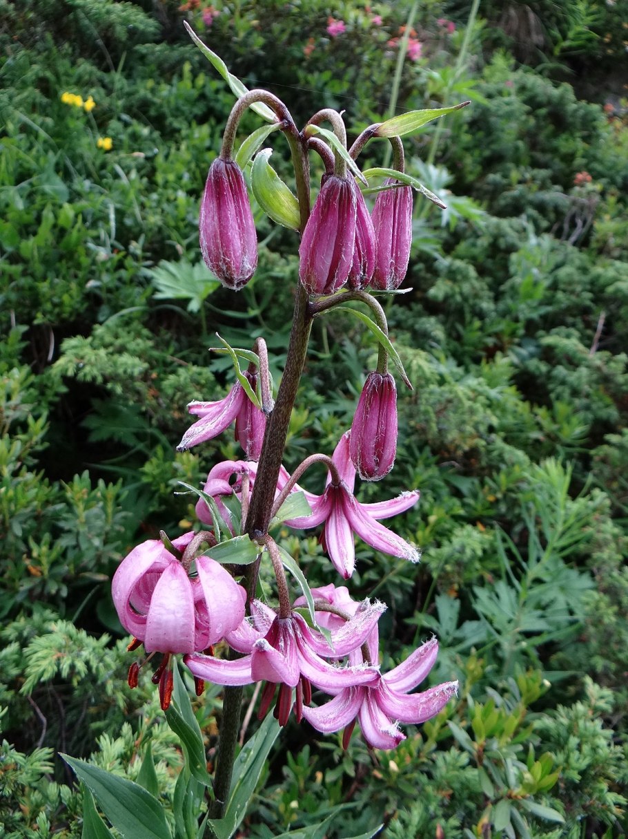 Лилия Голден морнинг