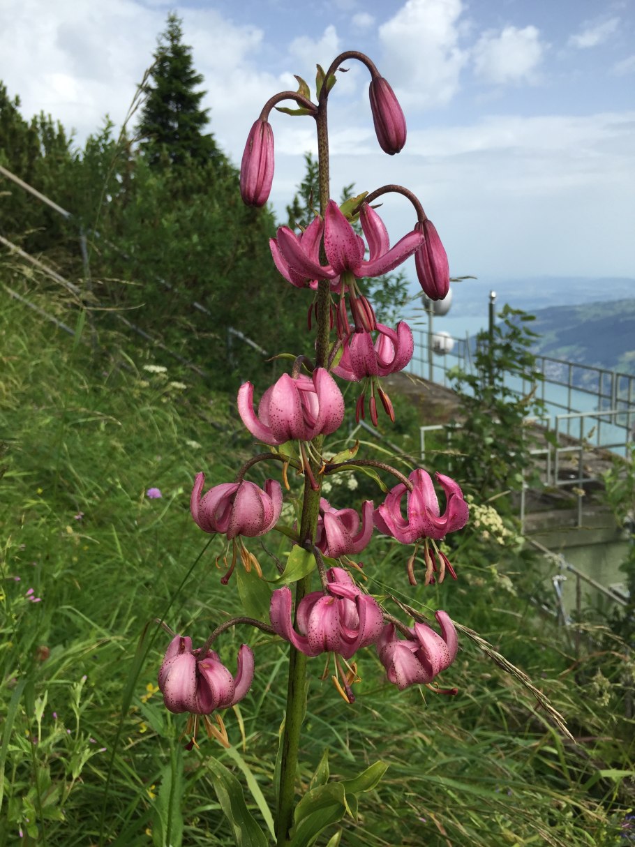 Lilium martagon
