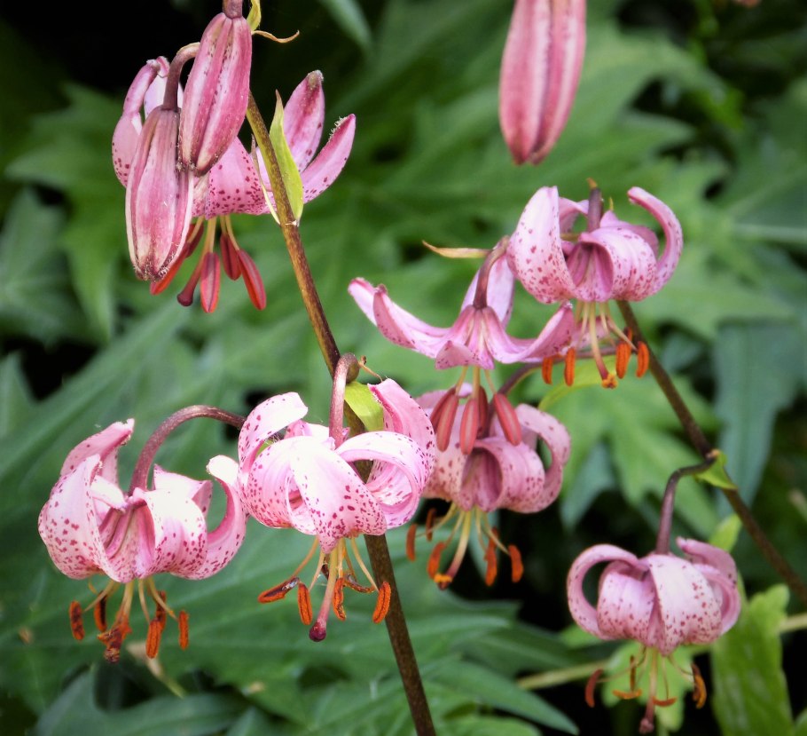 Lilium martagon формула