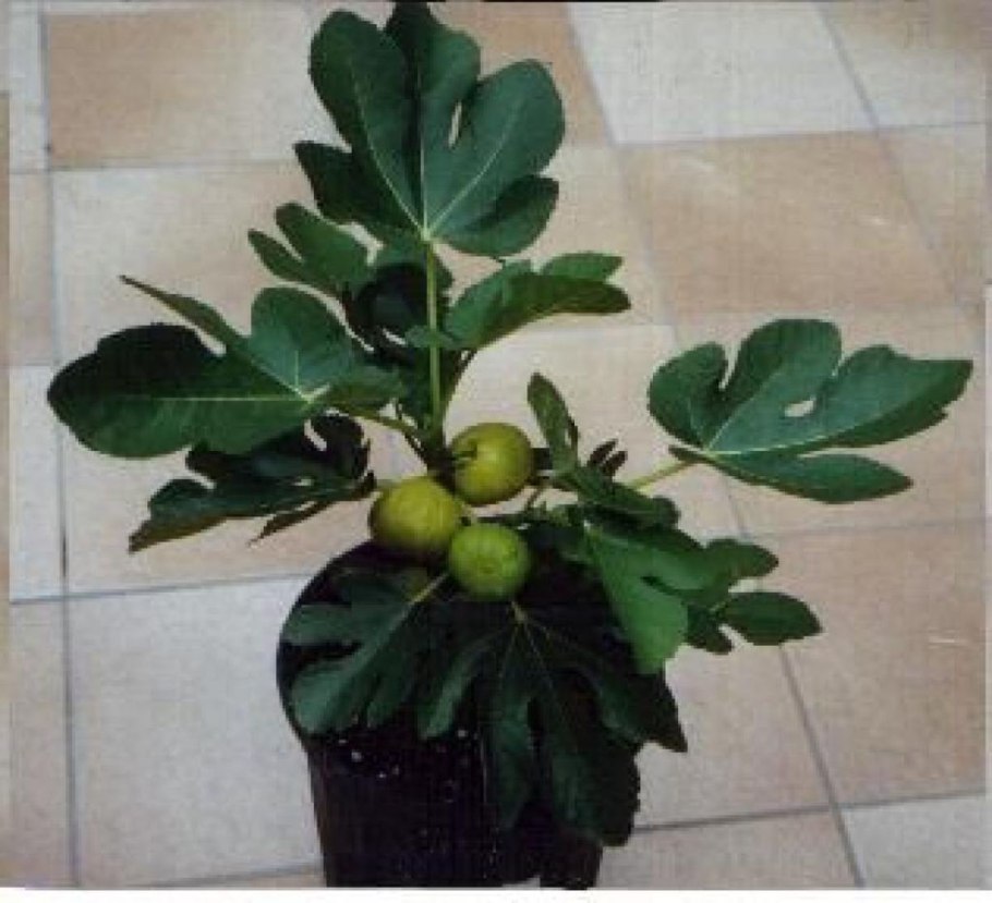 Фикус Карика инжир