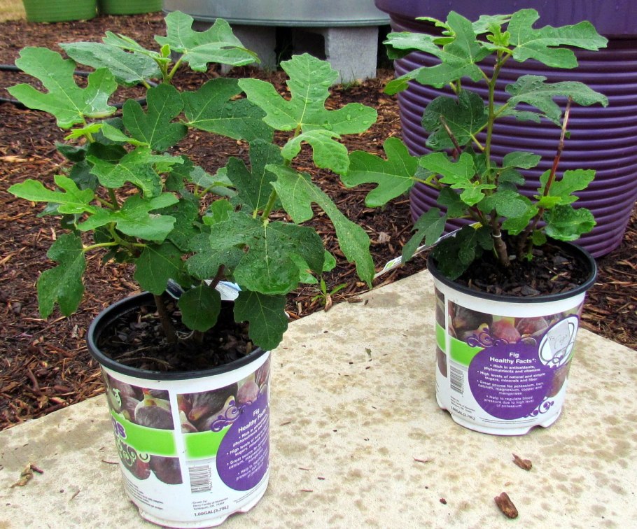 Плачущая смоковница растение