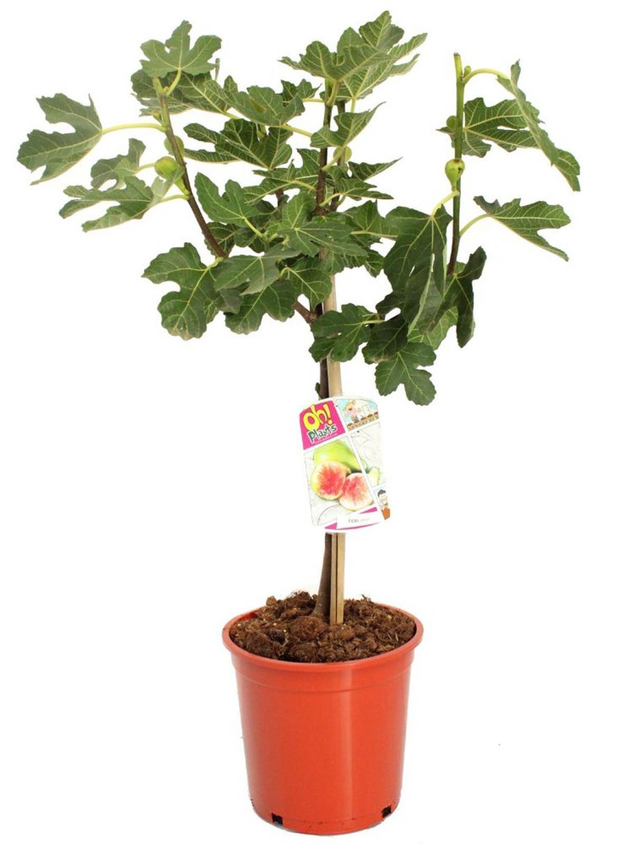 Фикус Карика, инжир (40-50)