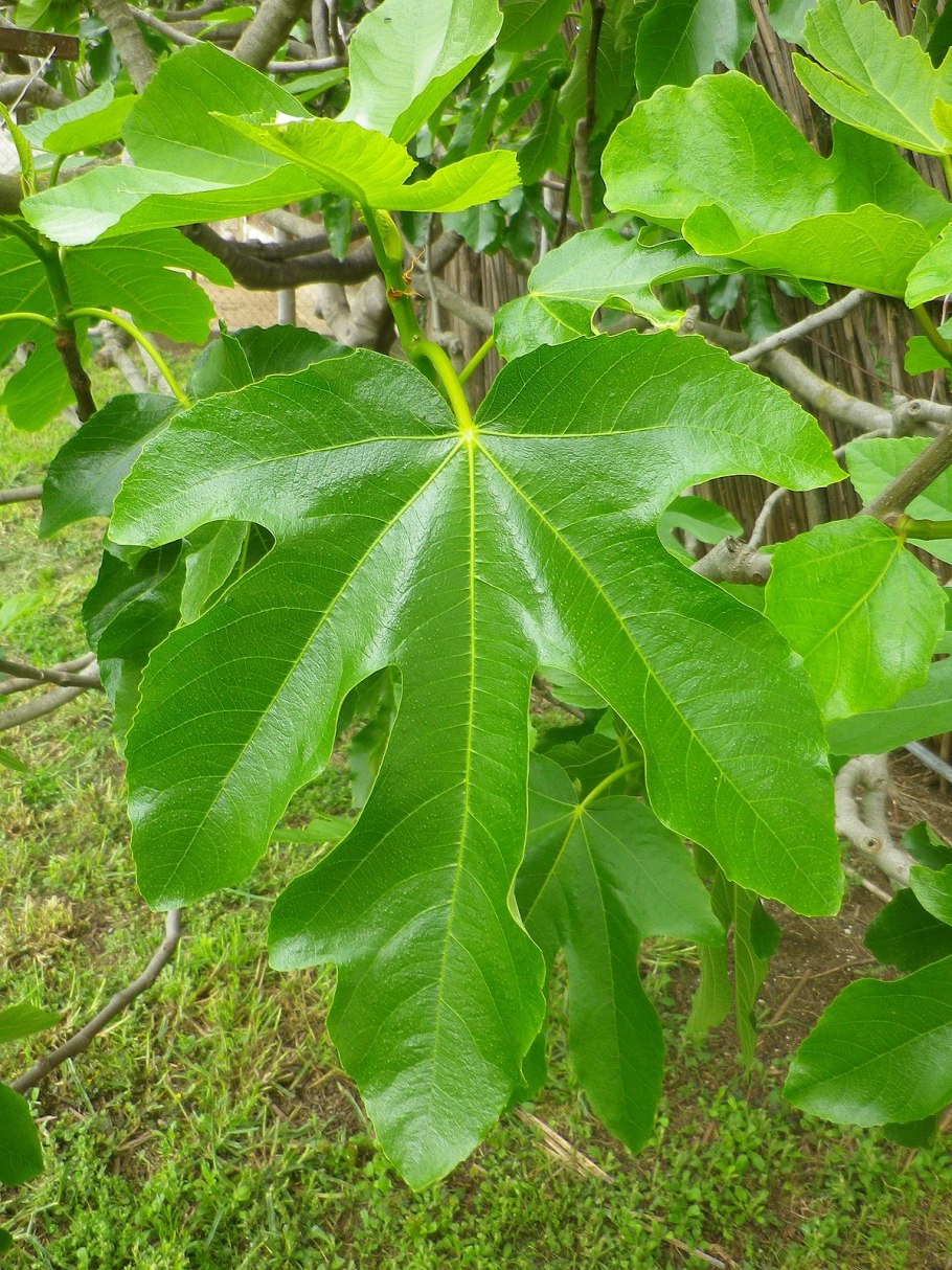 Инжир фиговое дерево смоковница