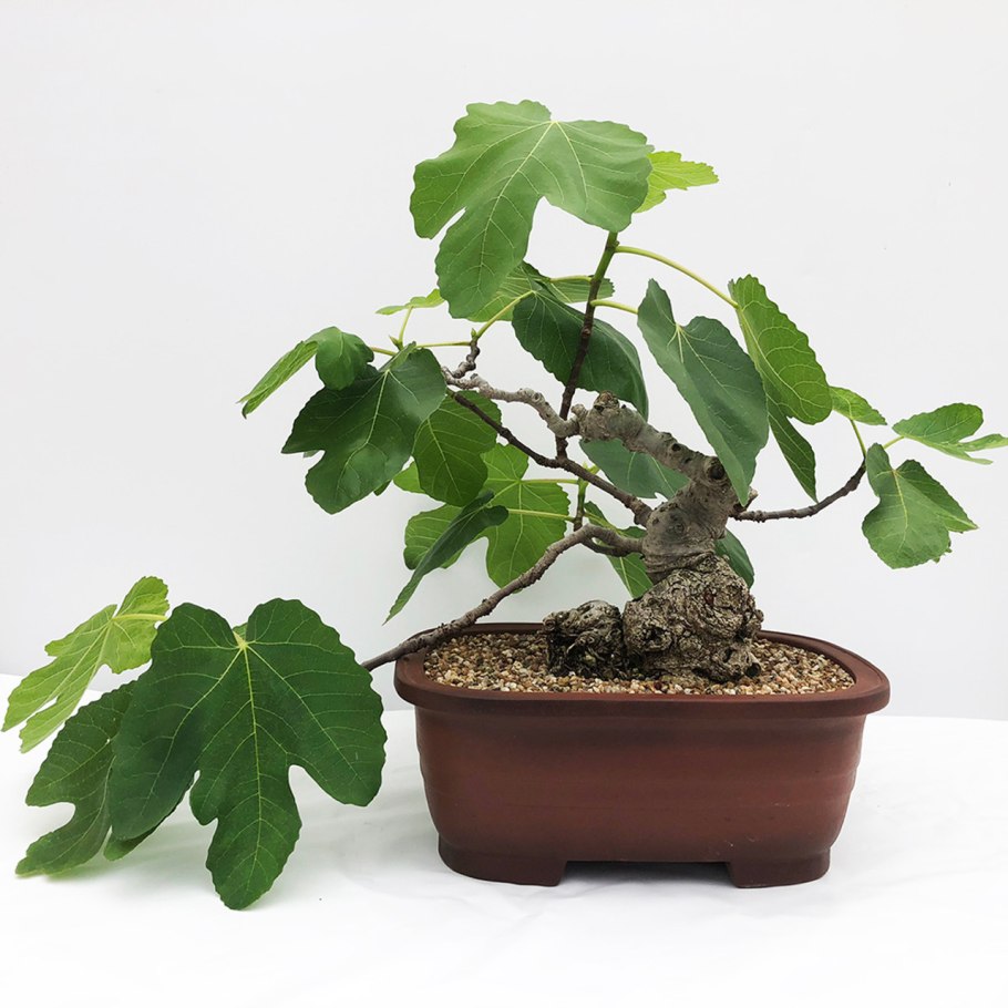 Инжир комнатный плодоносящий