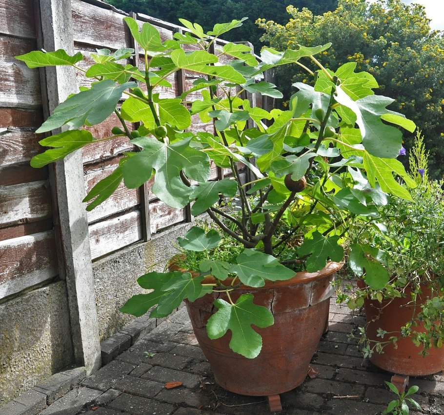 Ficus carica дерево