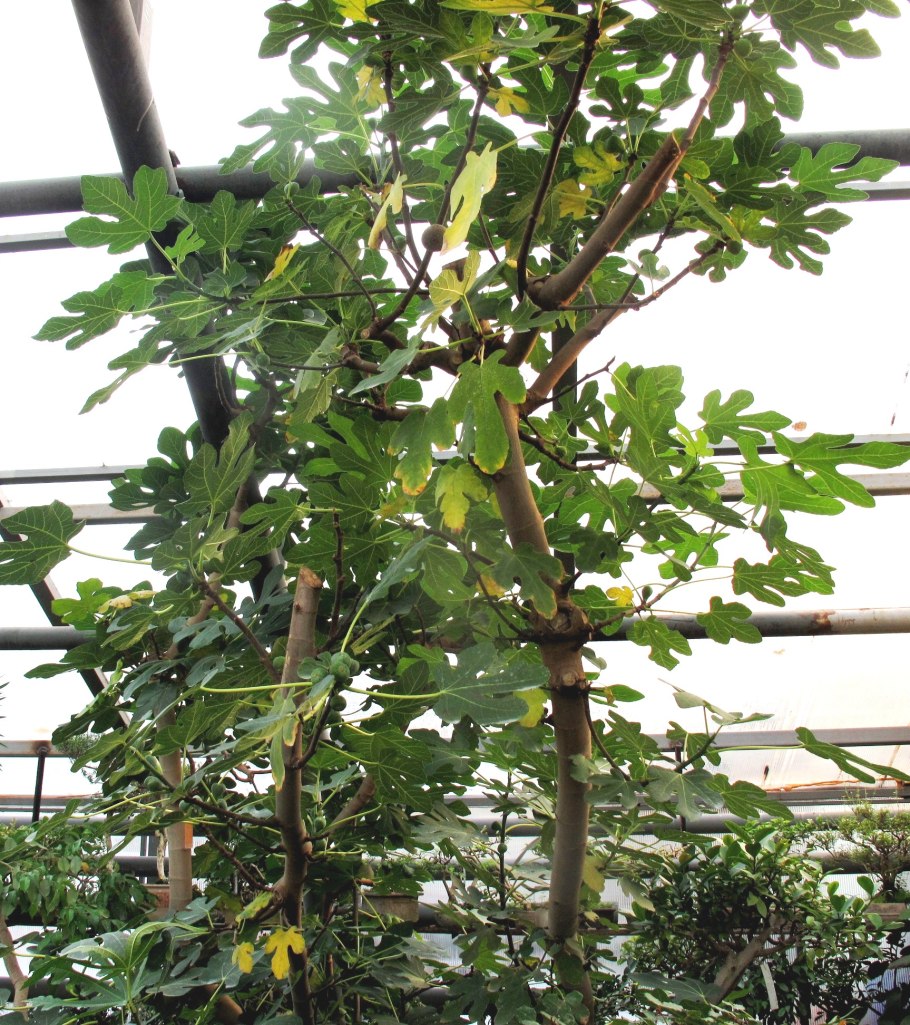 Инжир карликовый сад