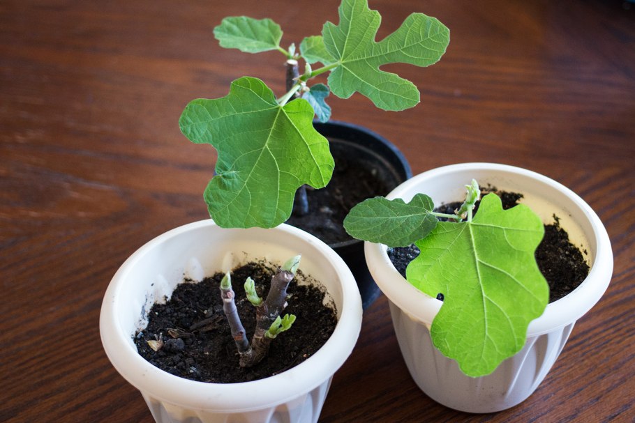 Фикус лирата в природе