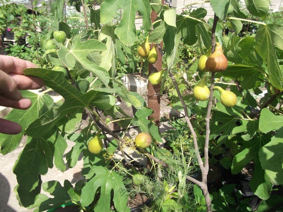 Инжир растение