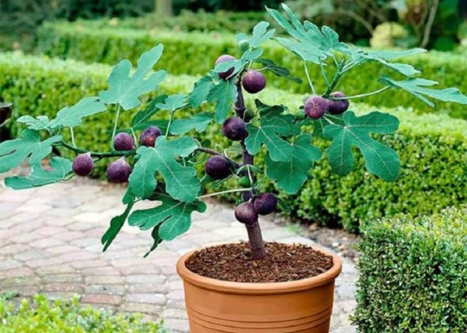 Фиговое дерево бонсай