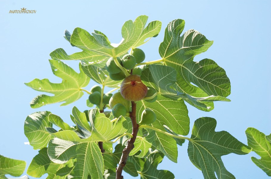 Инжир комнатный плодоносящий