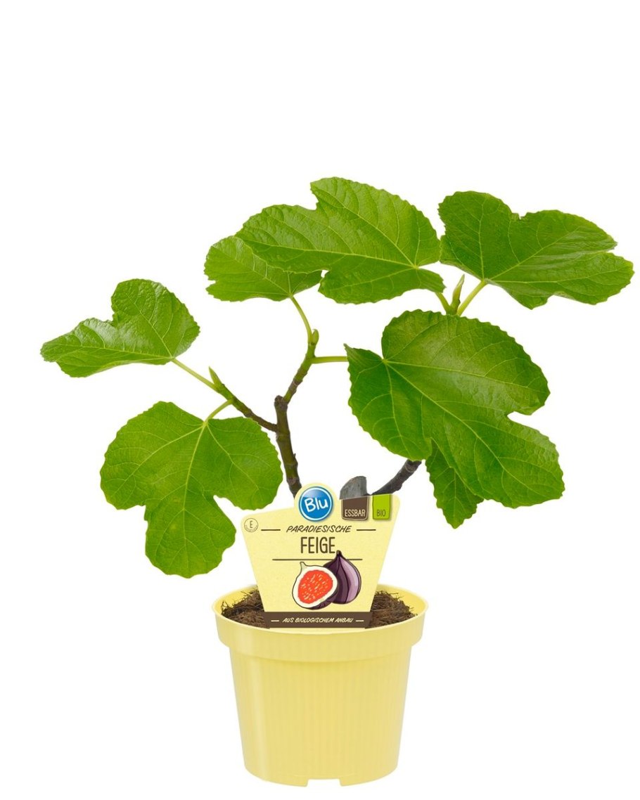 Инжир комнатный