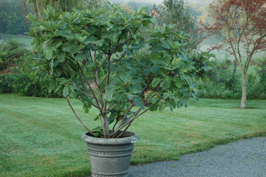 Инжир штамбовый