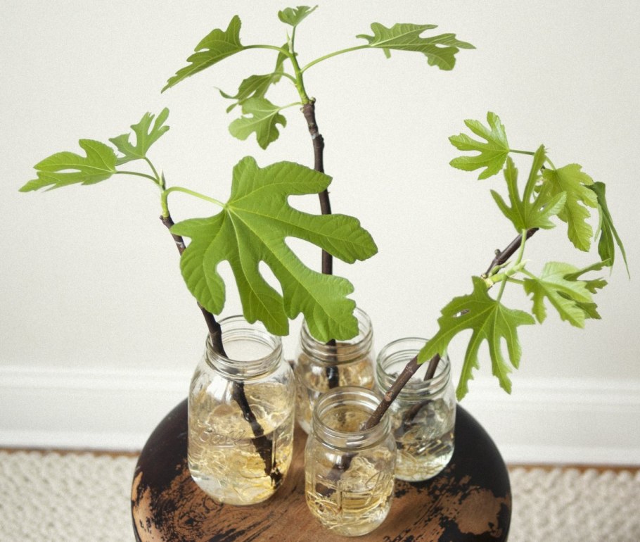 Фикус Карика