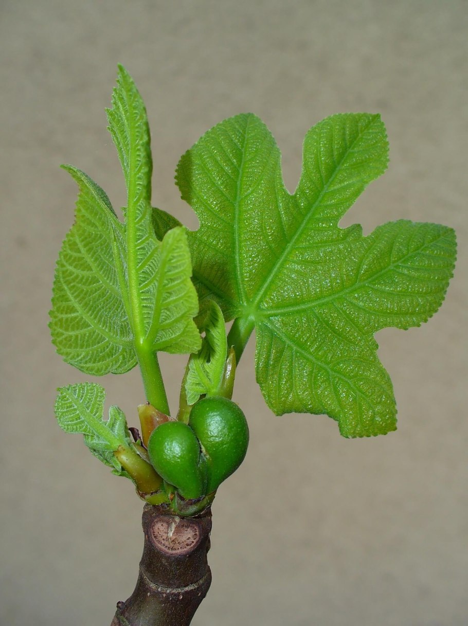 Фикус лировидный штамбовый