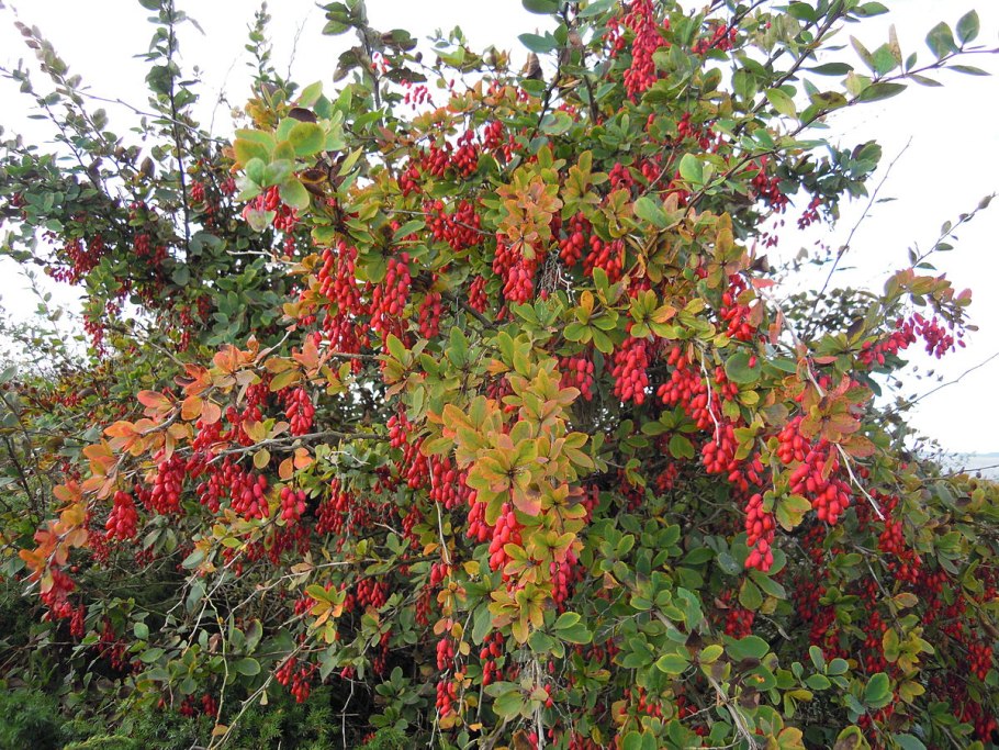 Барбарис обыкновенный Berberis vulgaris