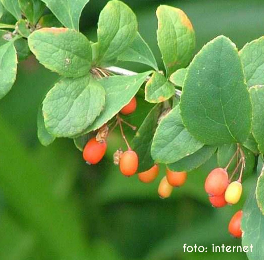 Барбарис обыкновенный Berberis vulgaris