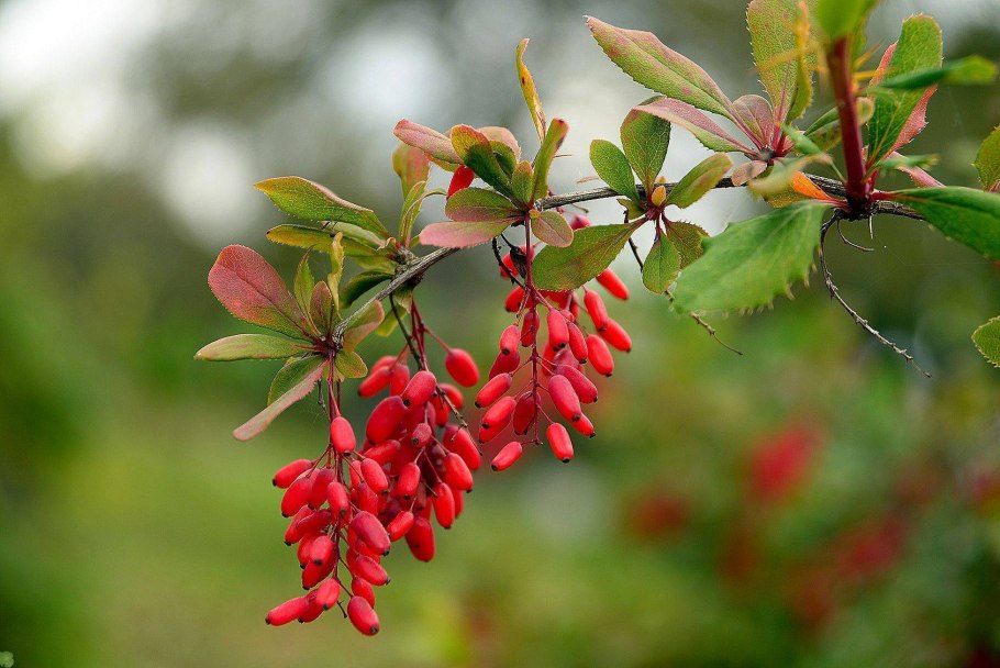 Барбарис обыкновенный Berberis vulgaris