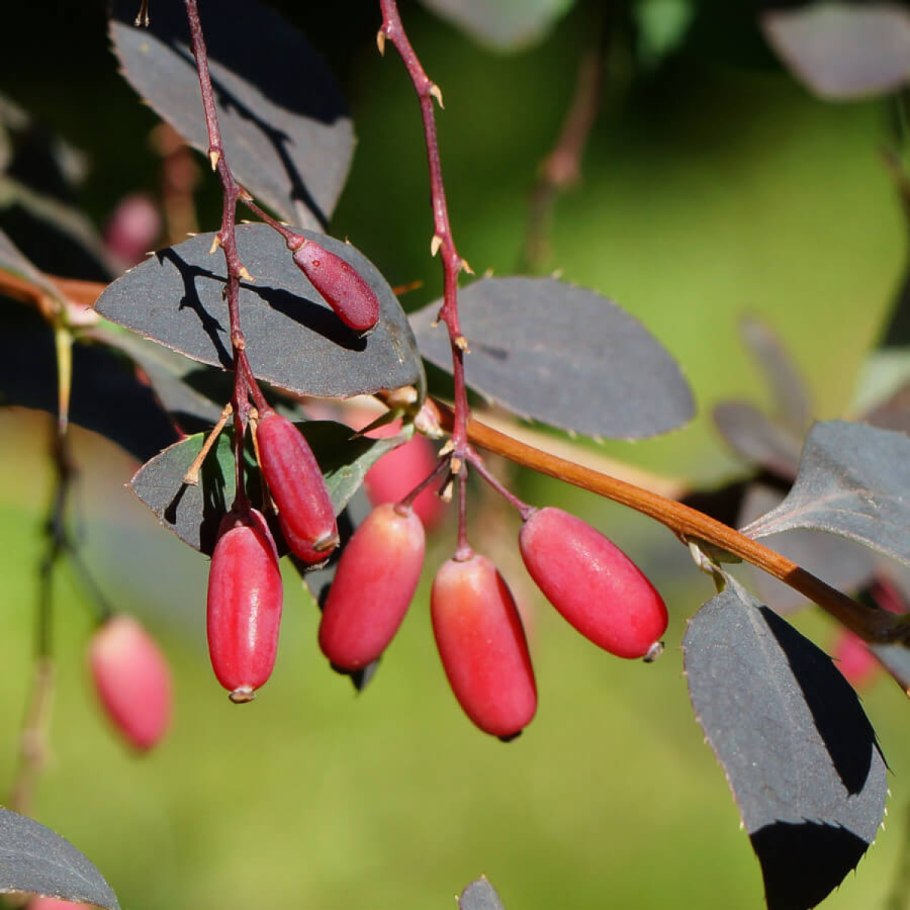 Барбарис обыкновенный - Bеrberis vulgаris.