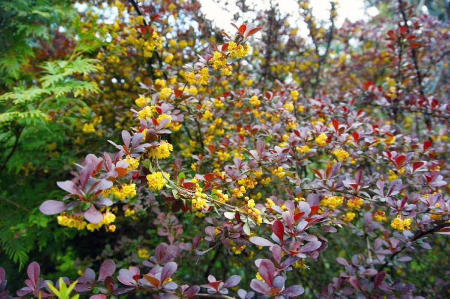 Барбарис Тунберга цветет