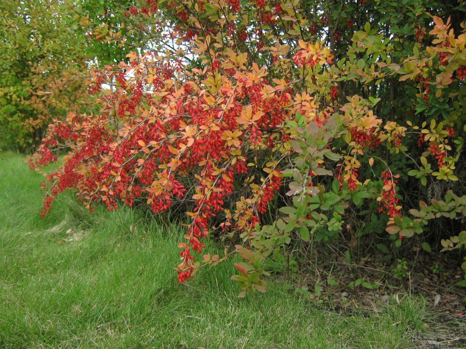 Барбарис обыкновенный Berberis vulgaris