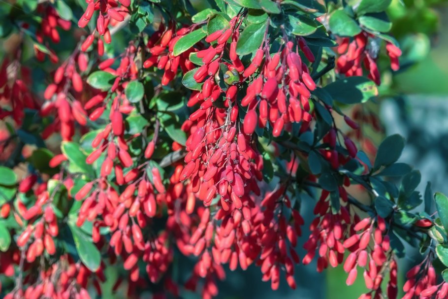 Барбарис (Berberis)
