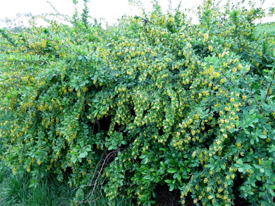 Барбарис Тунберга обыкновенный
